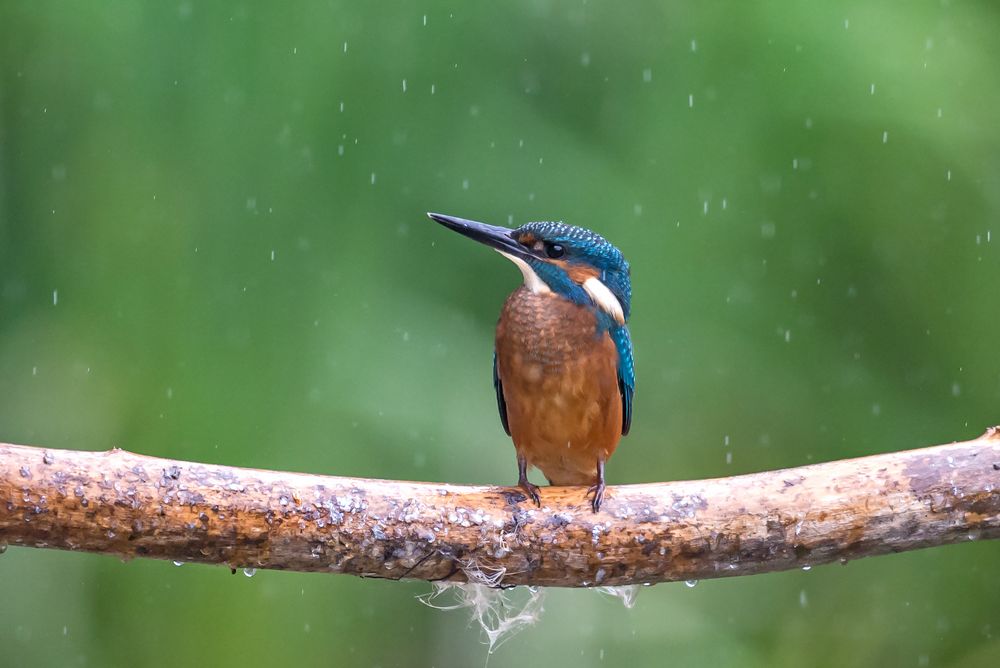 Regenwetter