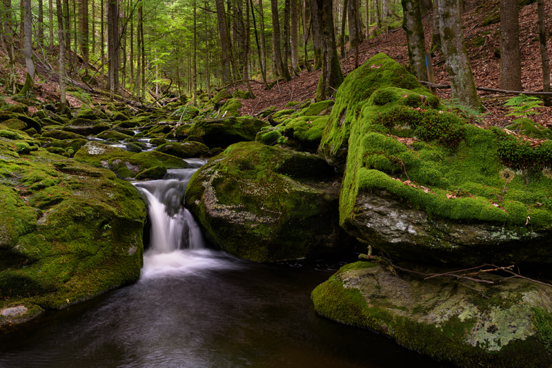 Regenwetter am Sagwasser im Bayerischen Wald