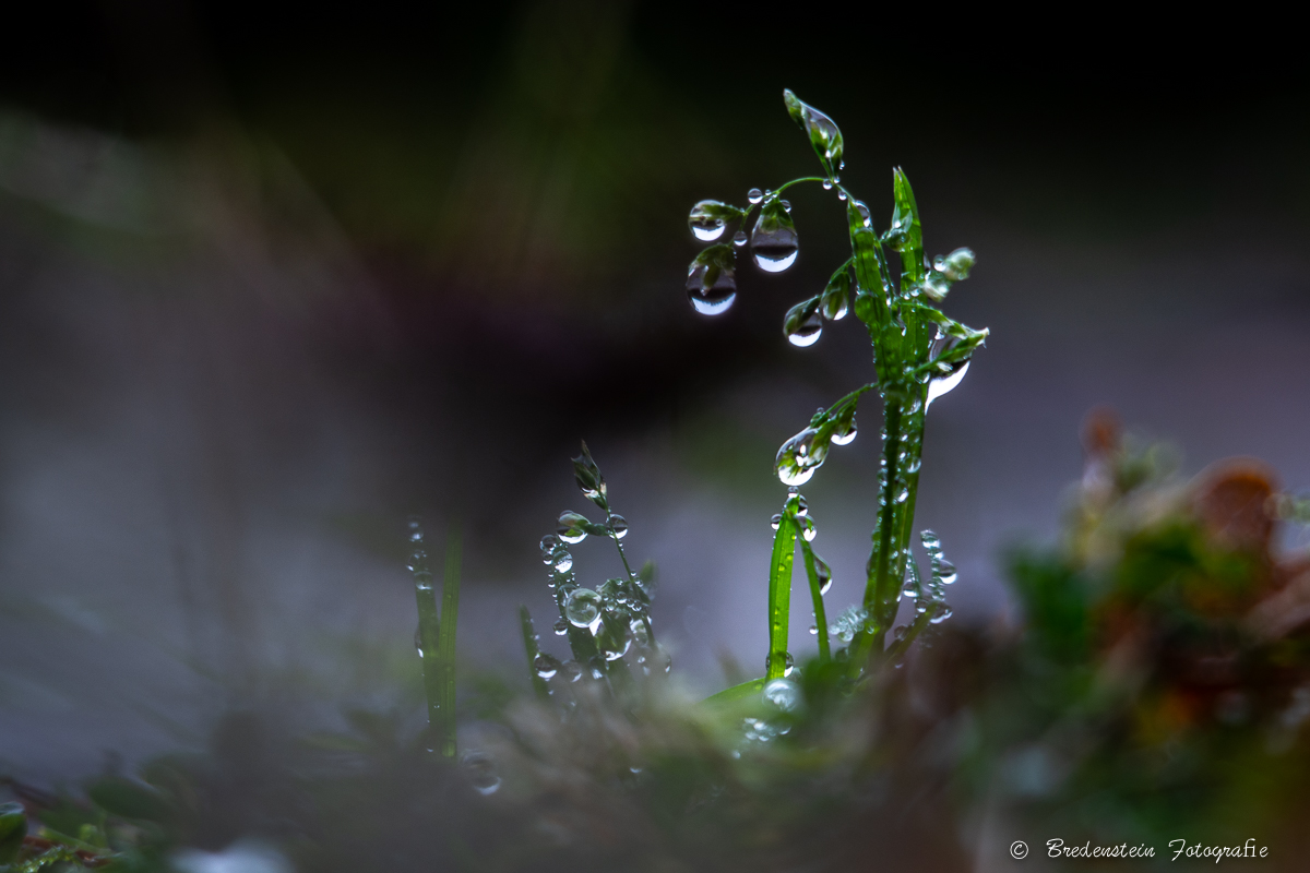 Regenwetter