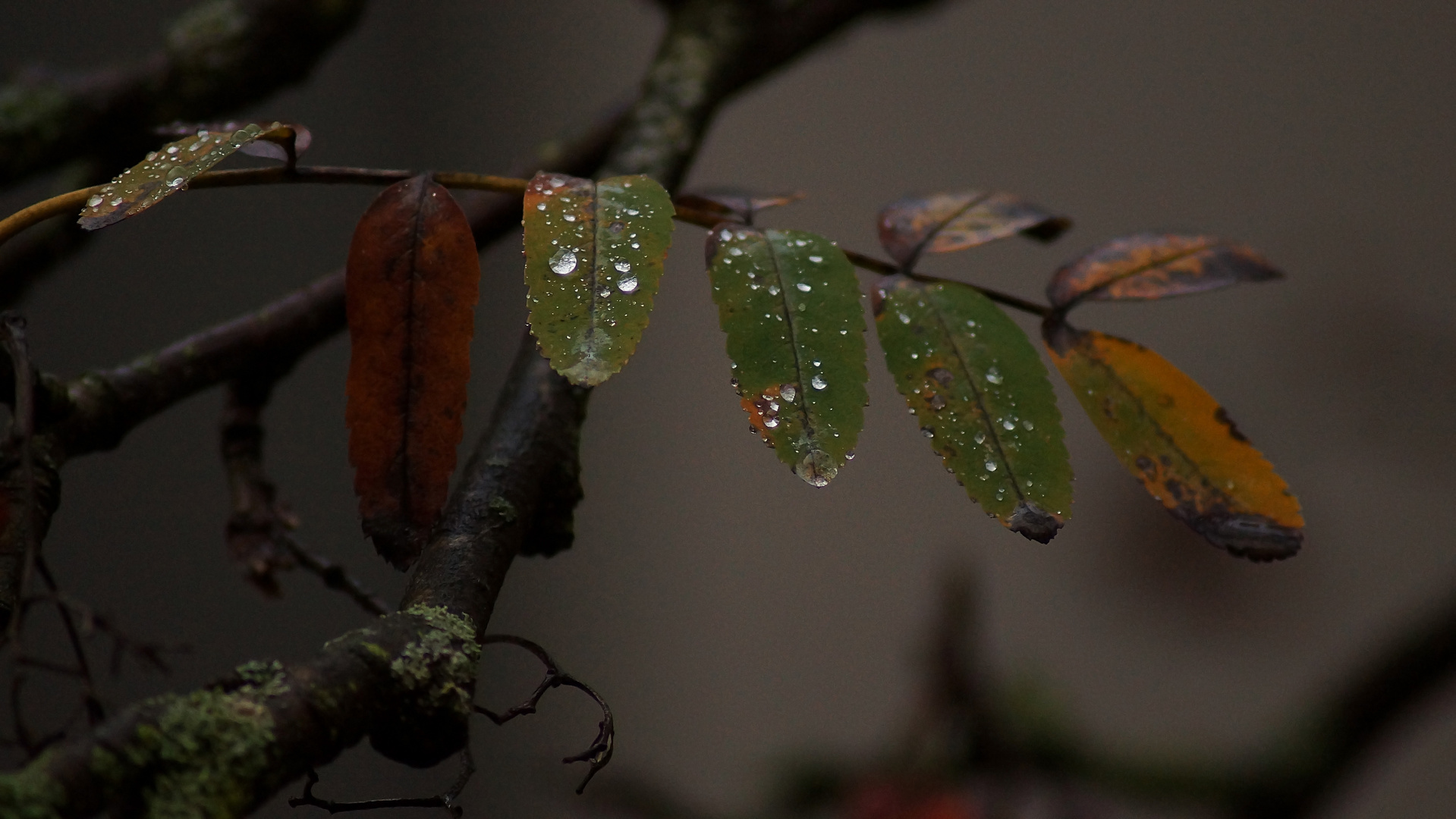 Regenwetter