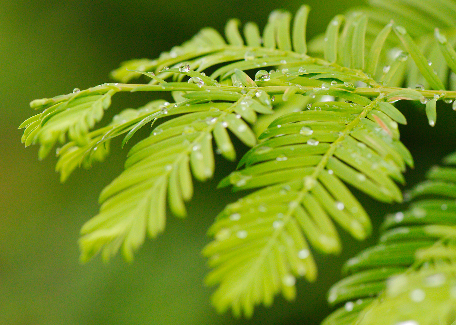 Regenwetter