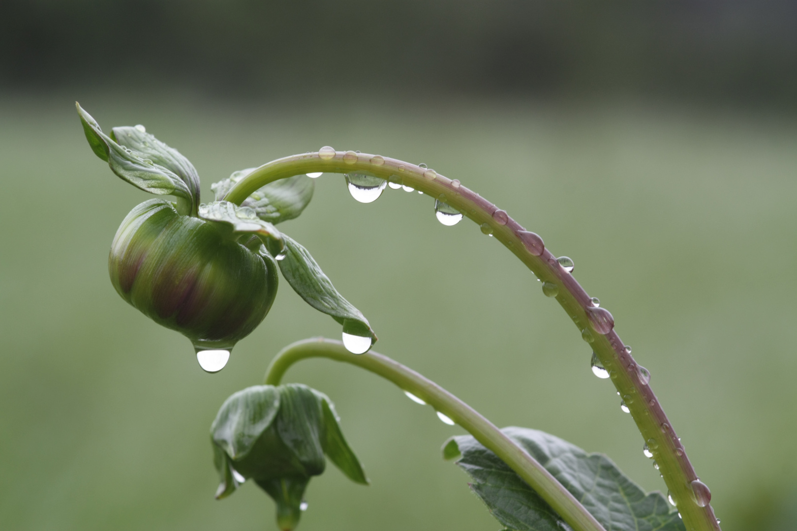 regenwetter......