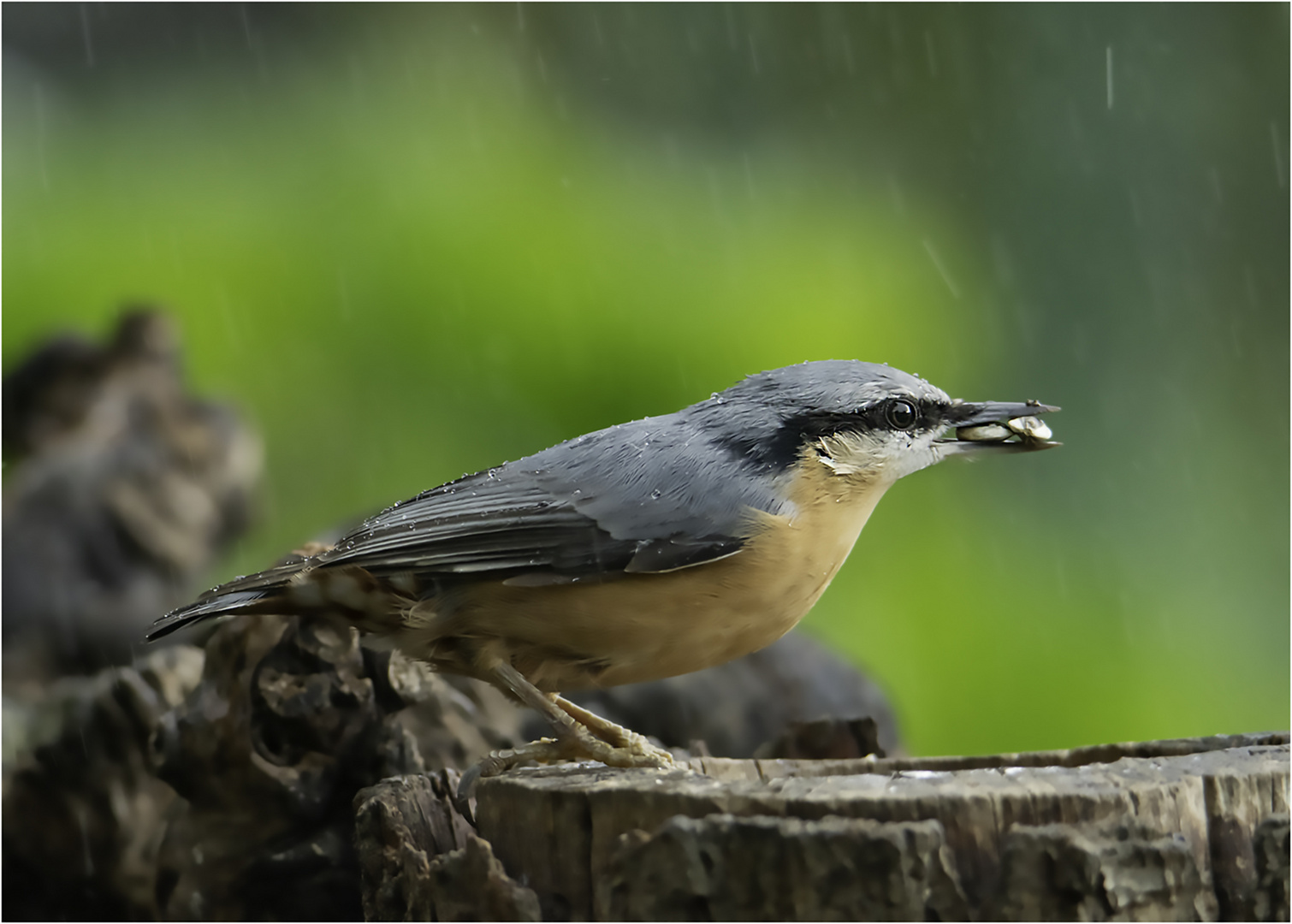 Regenwetter