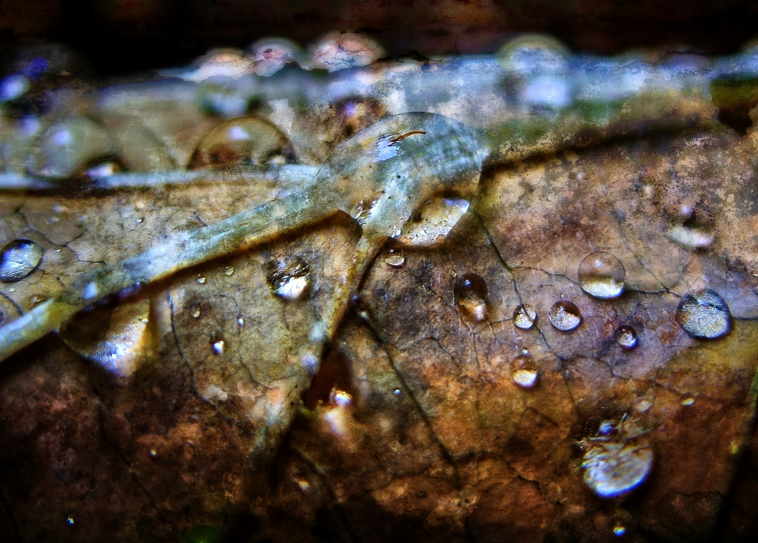 "REGENWETTER" - hat auch seinen Reiz