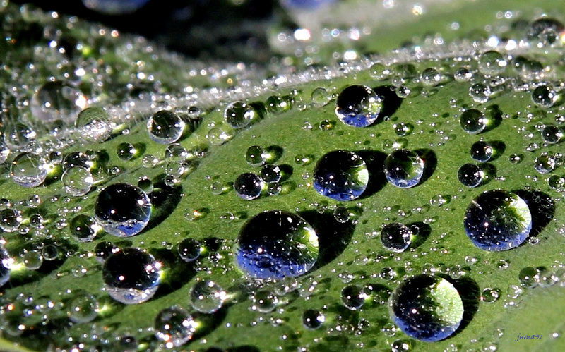 Regenwetter hinterlässt faszinierende Perlen