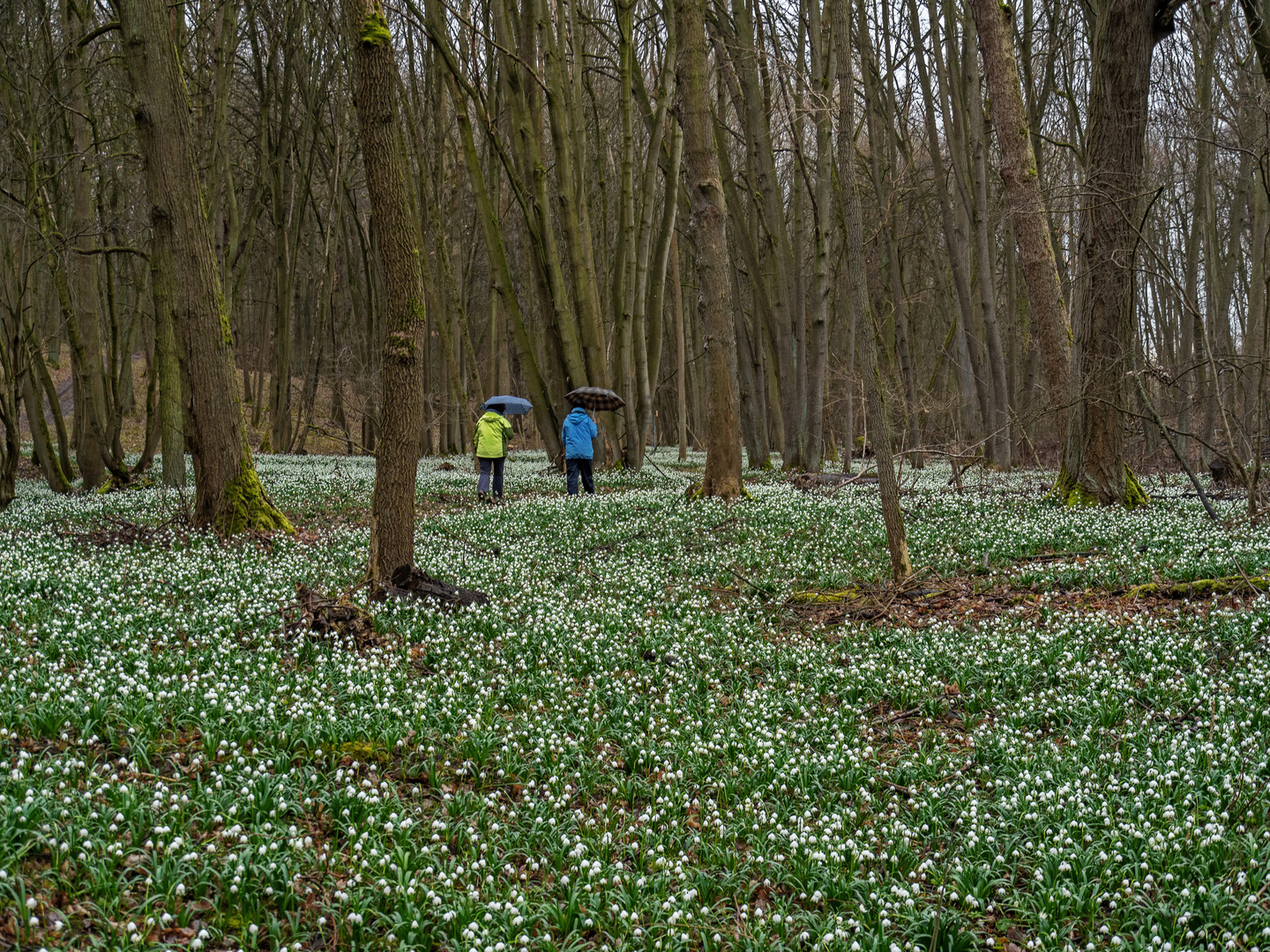 Regenwetter im Blütenparadies