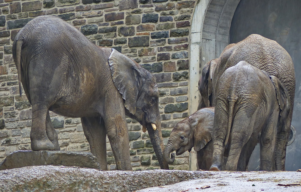 Regenwetter im Wuppertaler Zoo