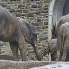 Regenwetter im Wuppertaler Zoo