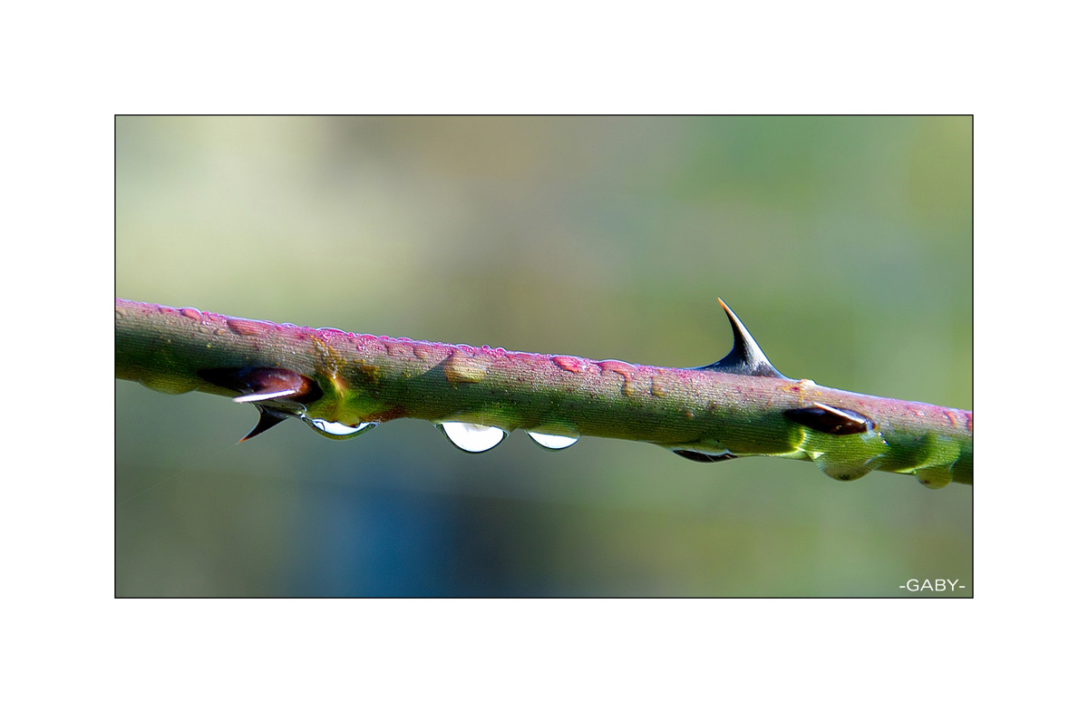 Regenwetter im Zoo