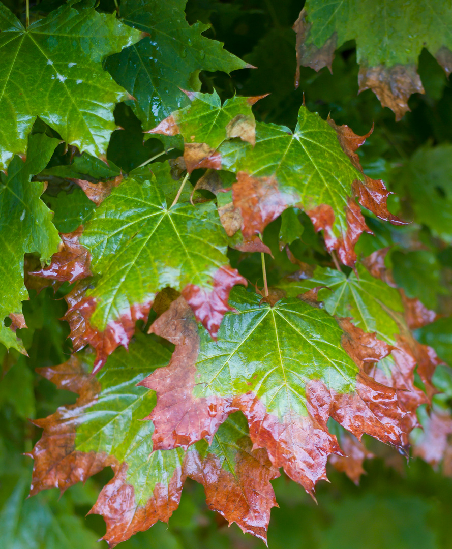 Regenwetter in Mannheim im Herbst