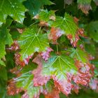 Regenwetter in Mannheim im Herbst