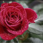 Regenwetterrose