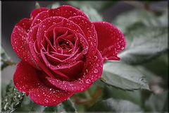 Regenwetterrose