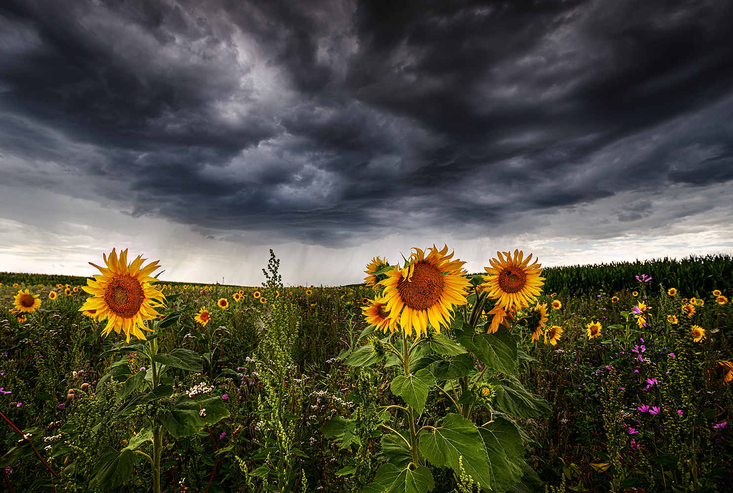 Regenwolken über den Sonnenblumen