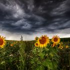 Regenwolken über den Sonnenblumen