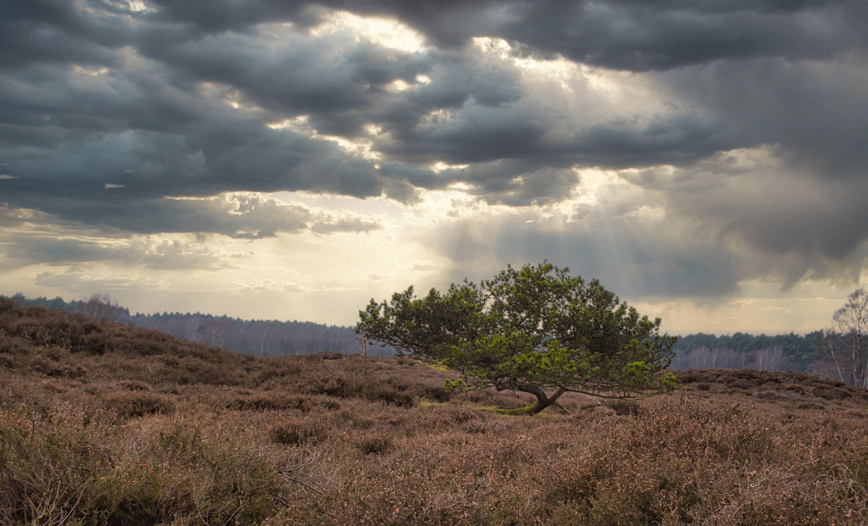 Regenwolken über der Heide 