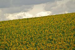 Regenwolken über Sonnenblumen