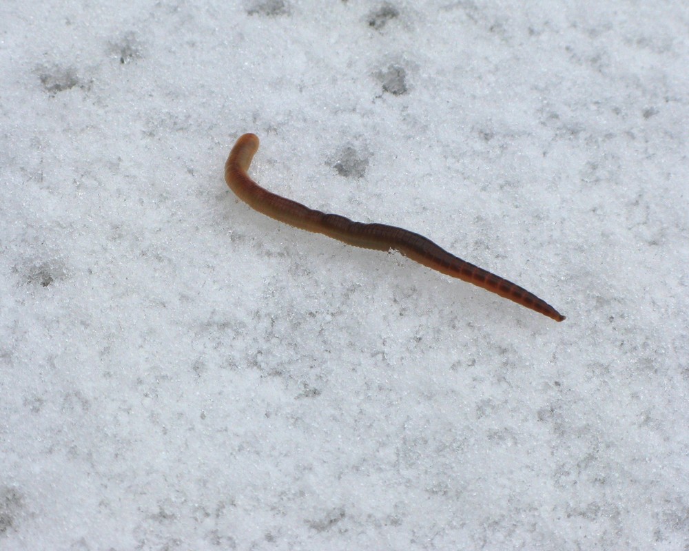 Regenwurm beim Spaziergang im Schnee
