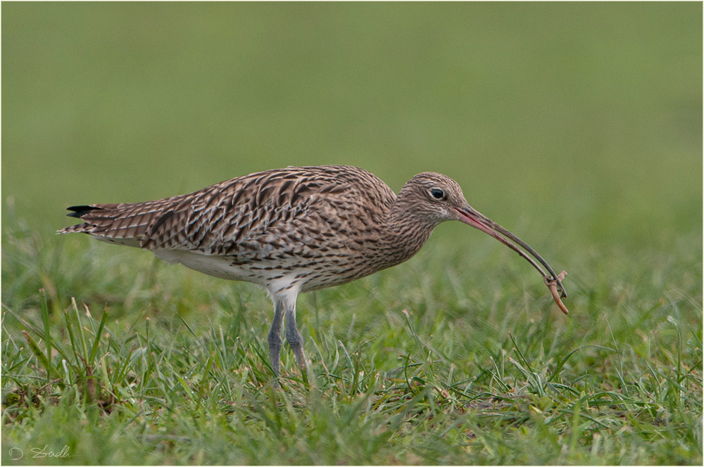 Regenwurm in der Klemme