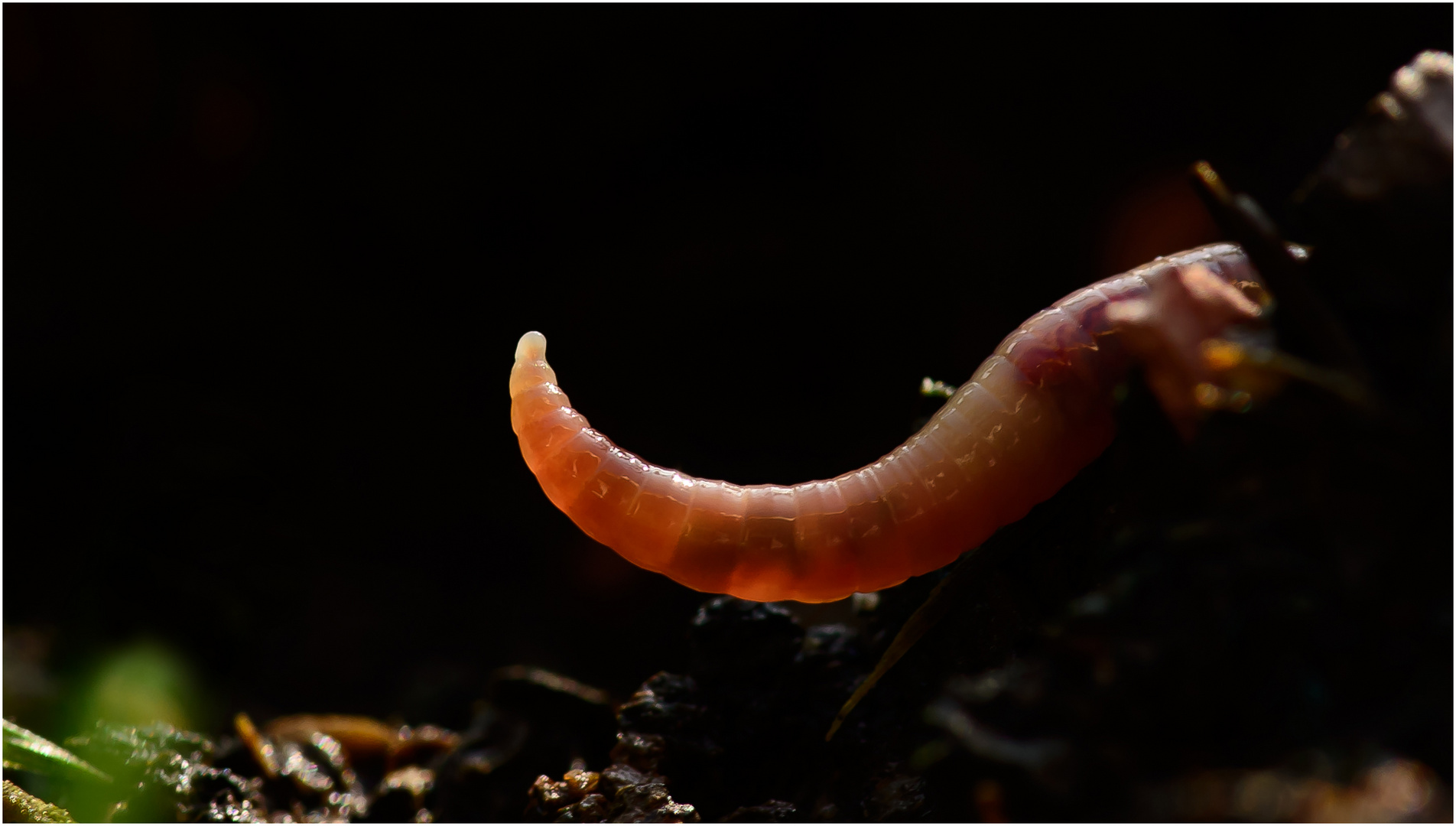 Regenwurm (Lumbricidae)