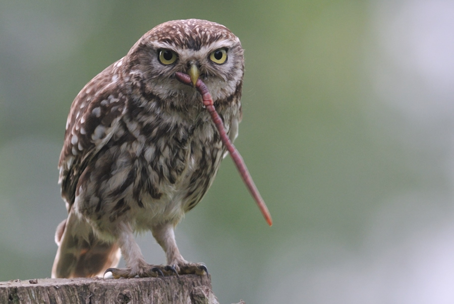 Regenwurm mit Steinkauz