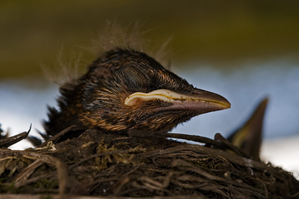 Regenwurm-Mousse ....