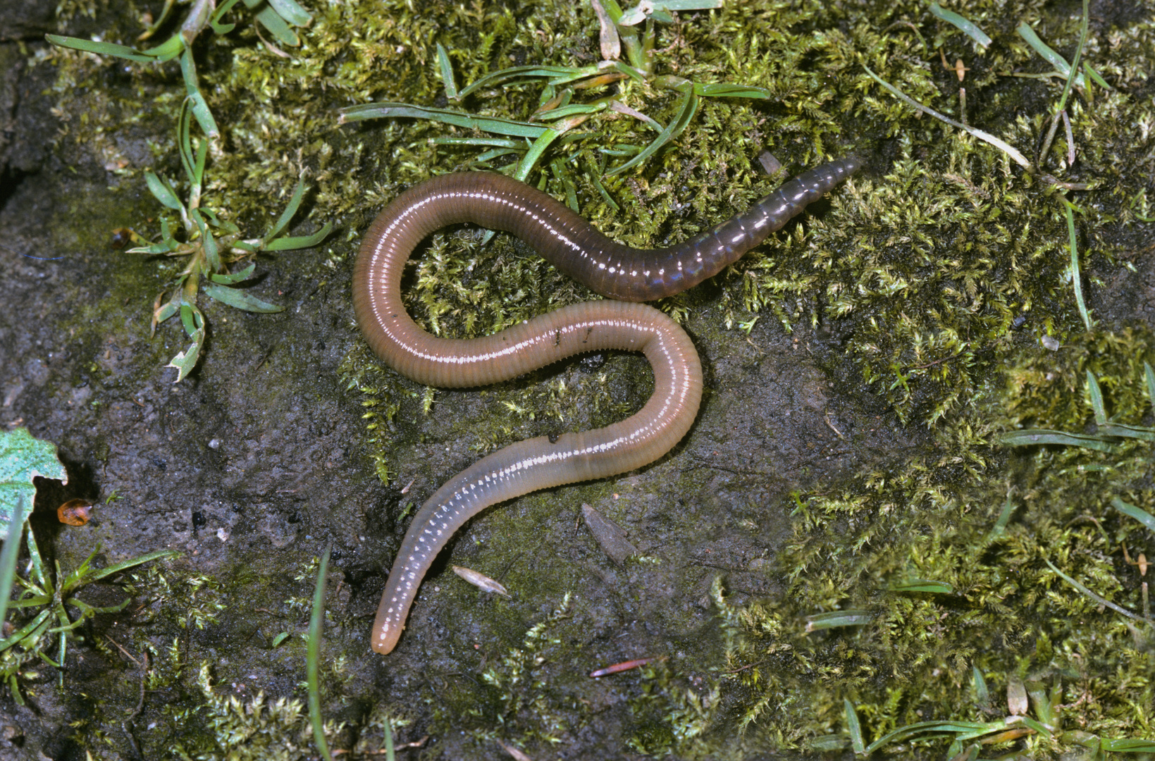 Regenwurm, Tauwurm, earthworm, Lumbricus terrestris