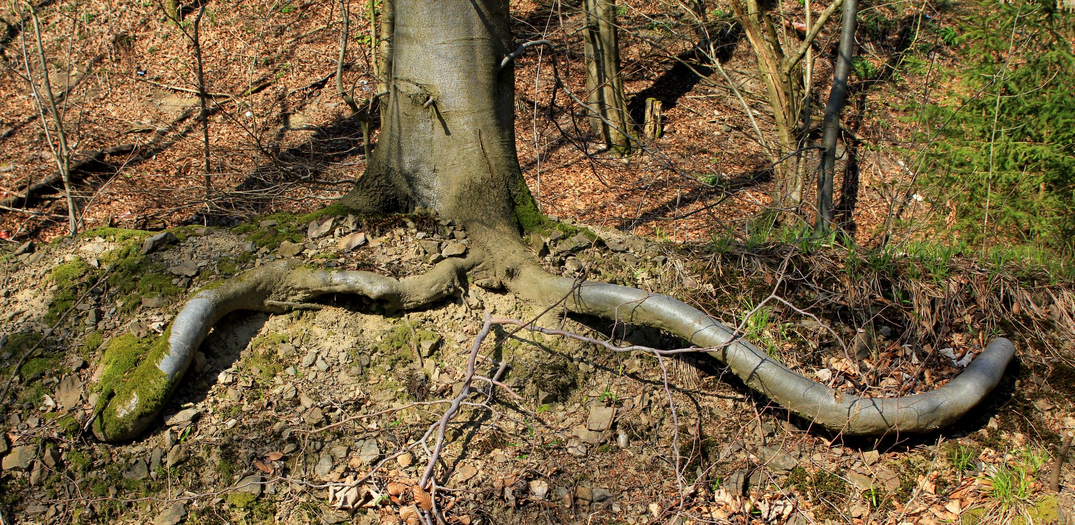 Regenwurmwurzeln. Aufgenommen in der Nähe der Ginsburg (bei Hilchenbach-Grund).