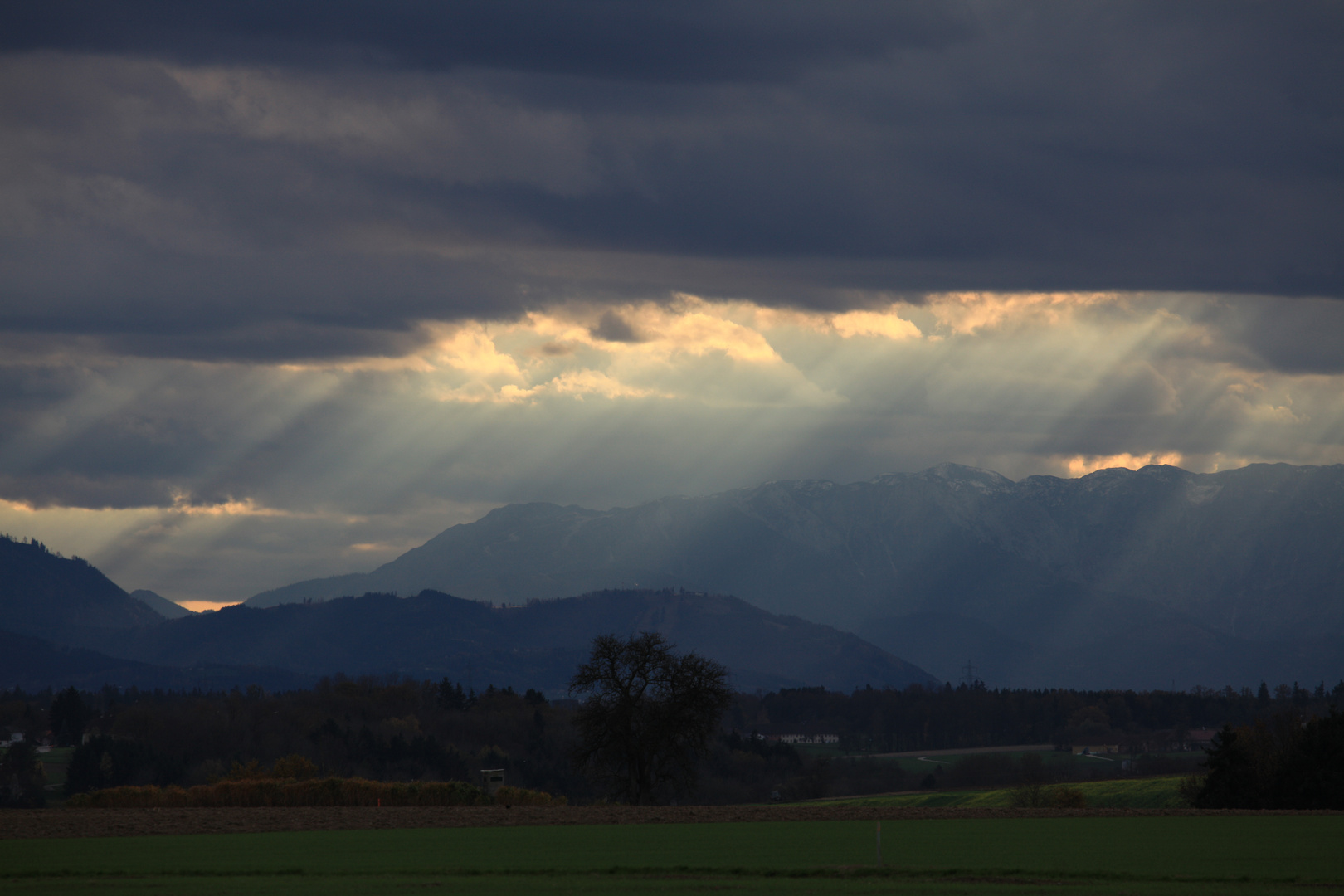 Regenwurzen