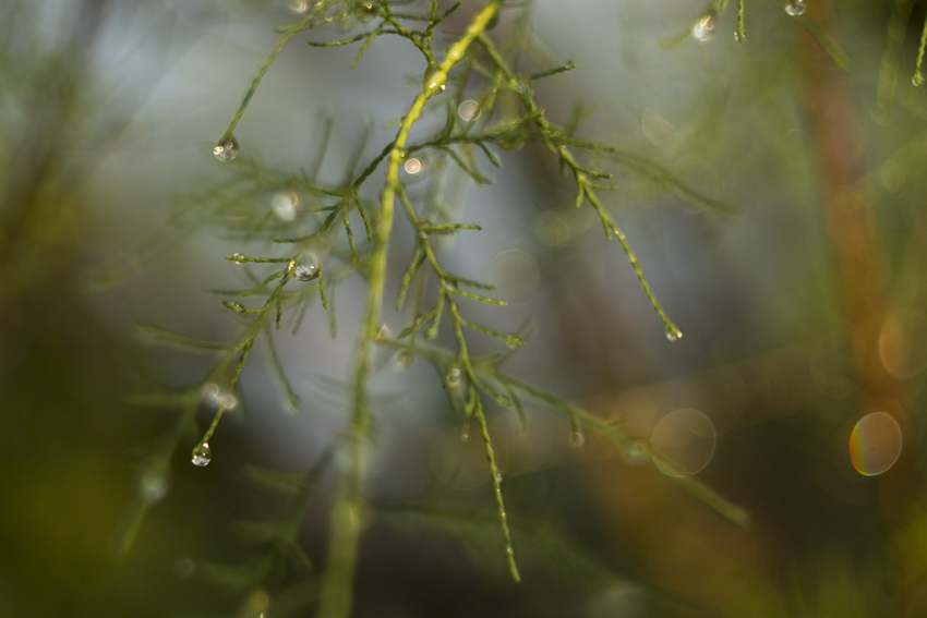 regen.zeit