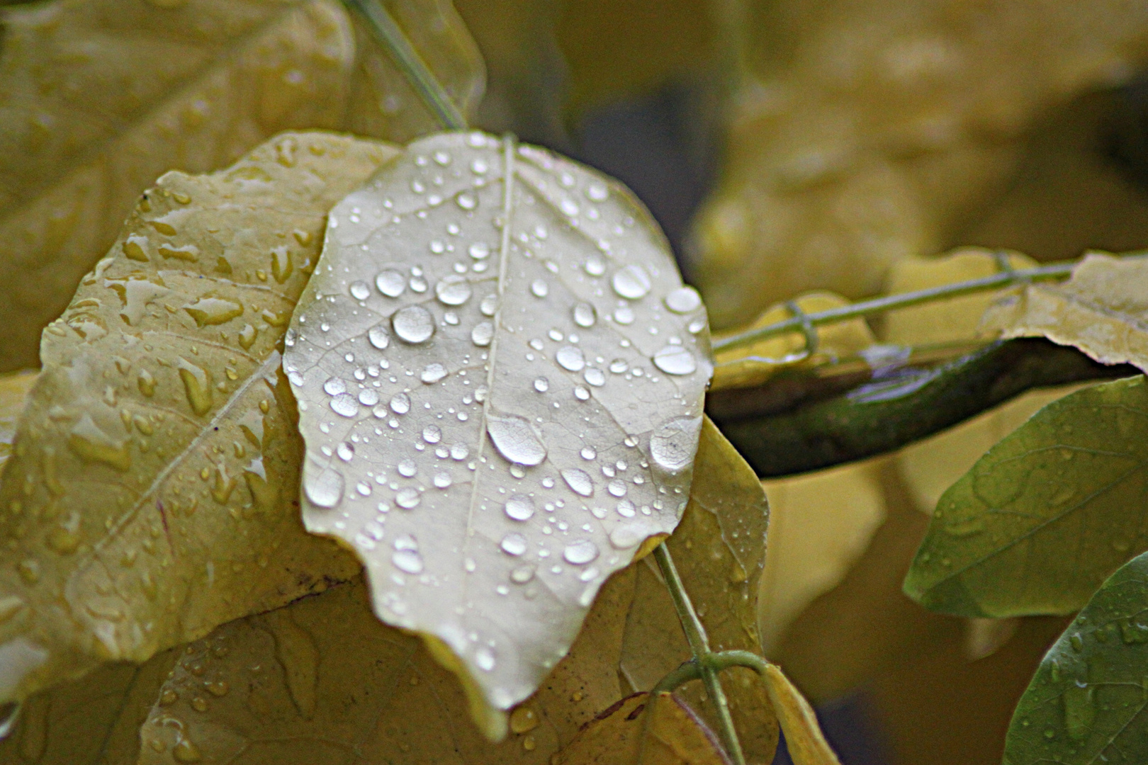 Regenzeit...