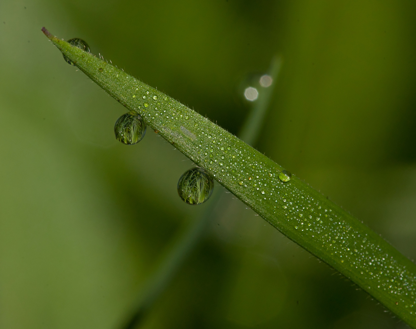 regenzeit