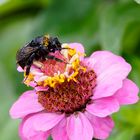 Regenzeit - auch Hummeln werden naß