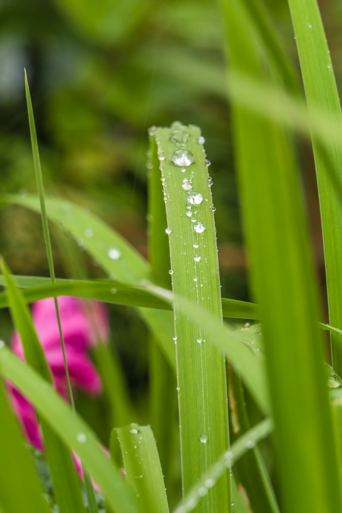 Regenzeit ist Fotozeit