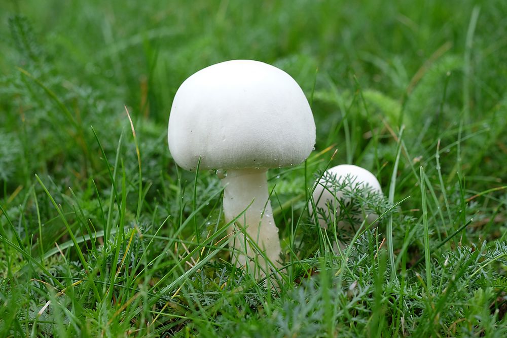 Regenzeit ist Pilzzeit: wie der Blitz schiessen sie dann aus dem Gras.