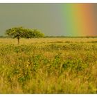 Regenzeit über Etosha