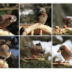 Reger Besuch am Futterplatz