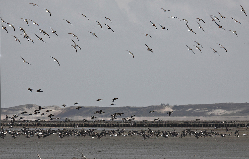 Reger Flugbetrieb am Watt