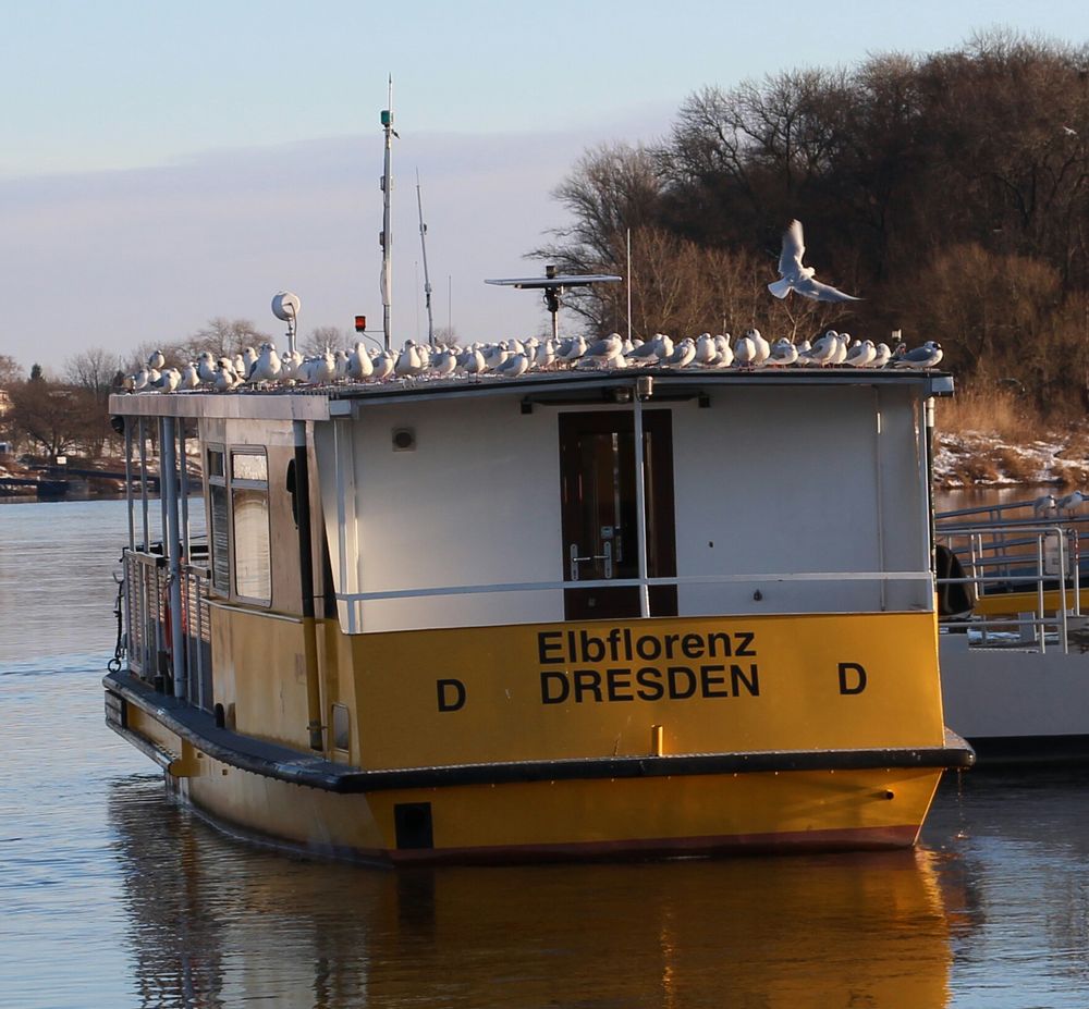 Reger Flugbetrieb an der Elbfähre bei Pillnitz