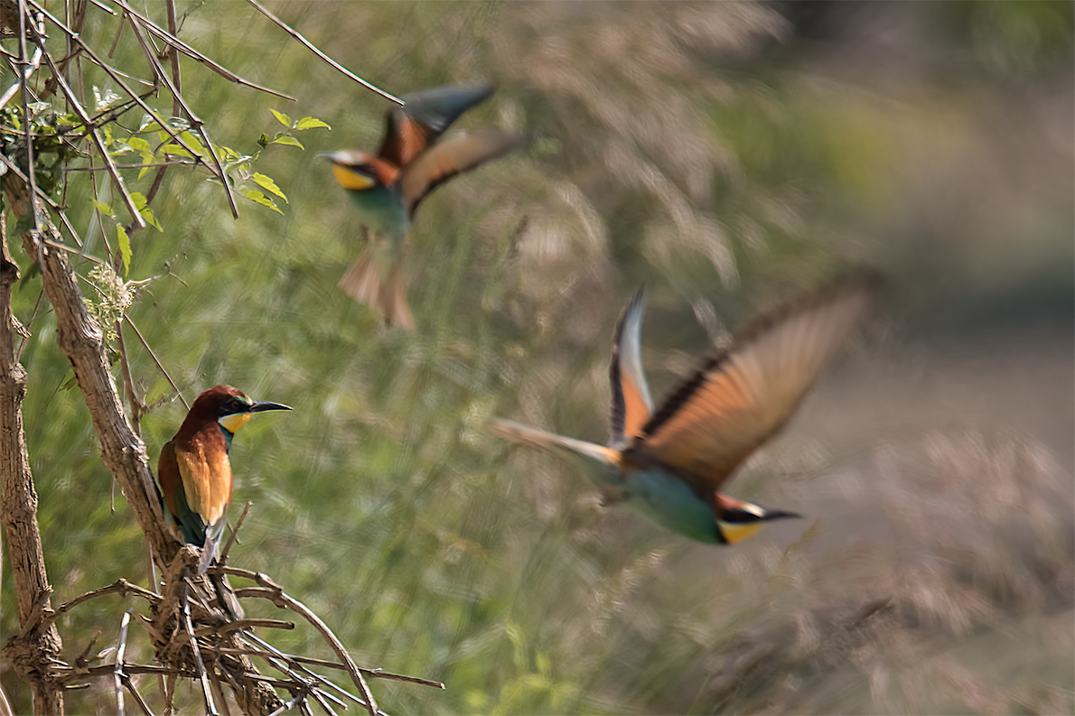 Reger Flugbetrieb ....