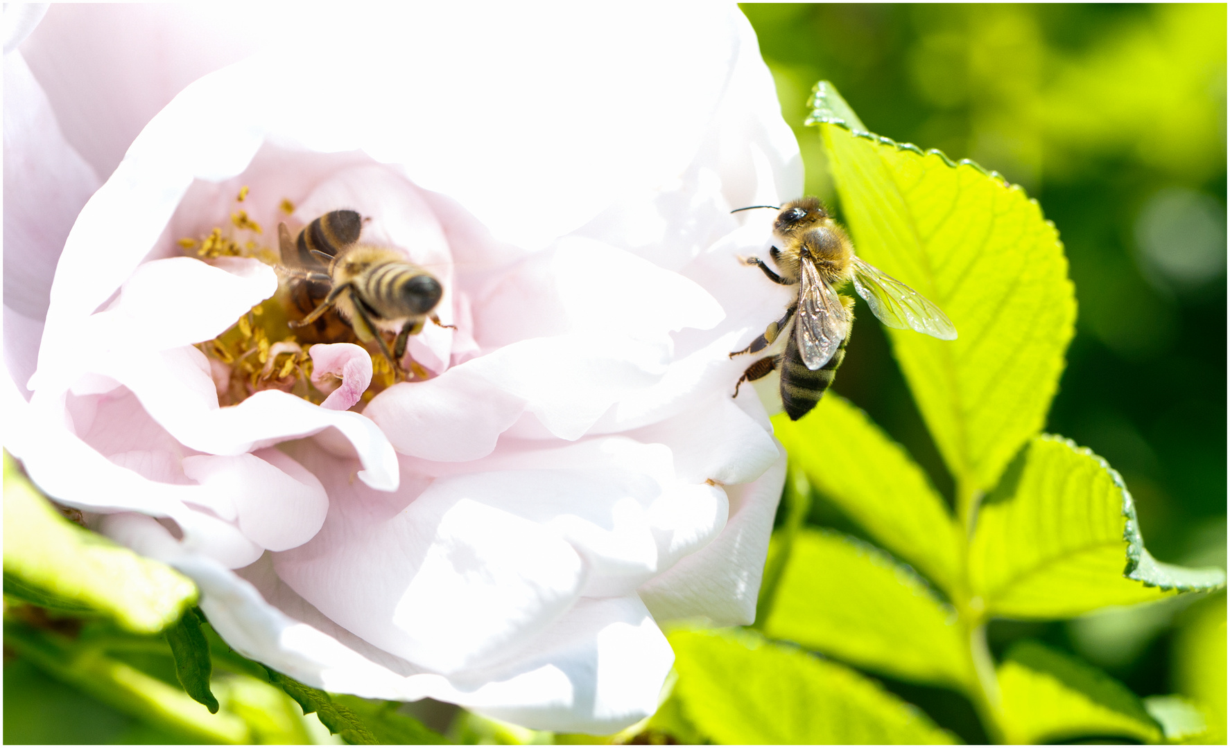 Reger Flugbetrieb bei den Rosen