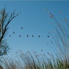 Reger Flugverkehr über Usedom