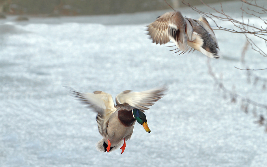 Reger Stockenten - Flug - Verkehr