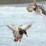 Reger Stockenten - Flug - Verkehr