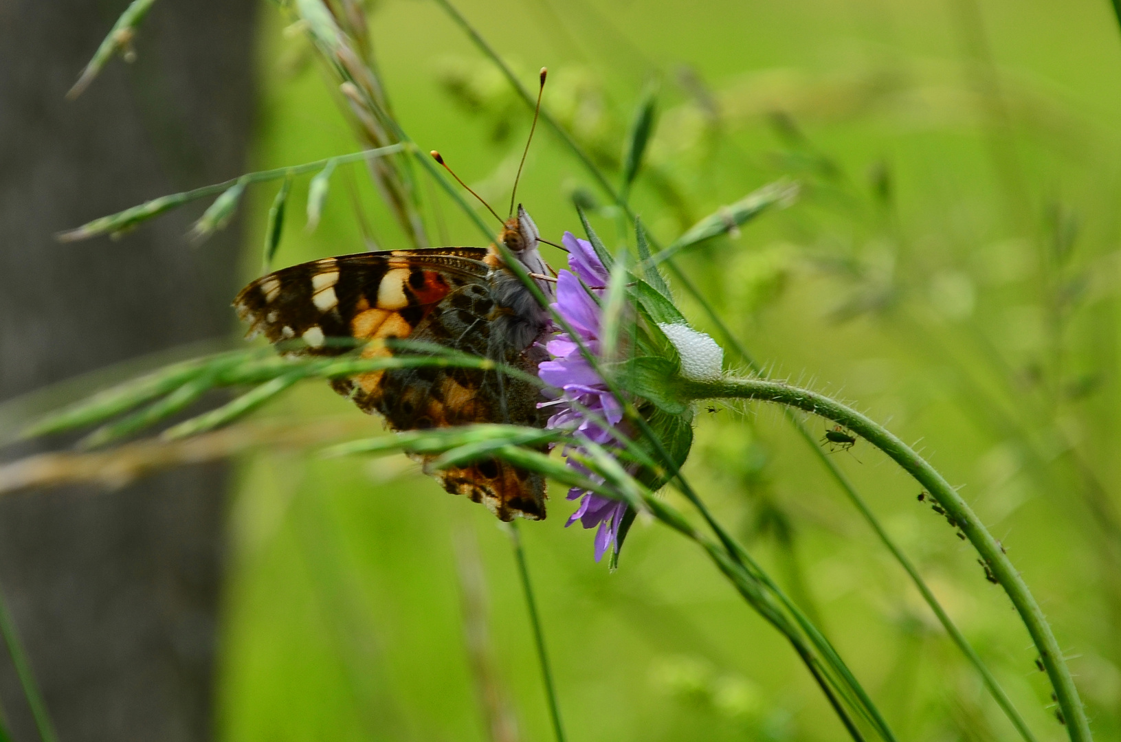 reges Leben auf der Acker- witwenblume