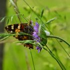 reges Leben auf der Acker- witwenblume