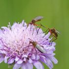 Reges Treiben auf Witwenblume