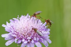 Reges Treiben auf Witwenblume