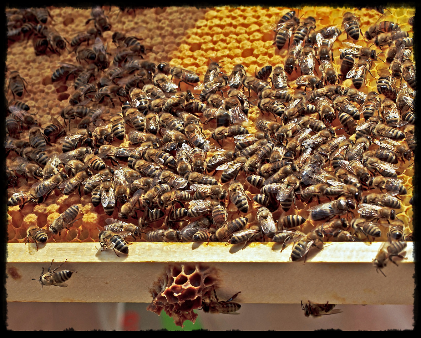 reges treiben im Bienenstock