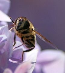 Reges Treiben in unserem Garten, Bild1